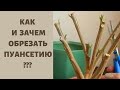 Пуансетия.Вторая ВАЖНАЯ обрезка. КАК и ЗАЧЕМ обрезать?