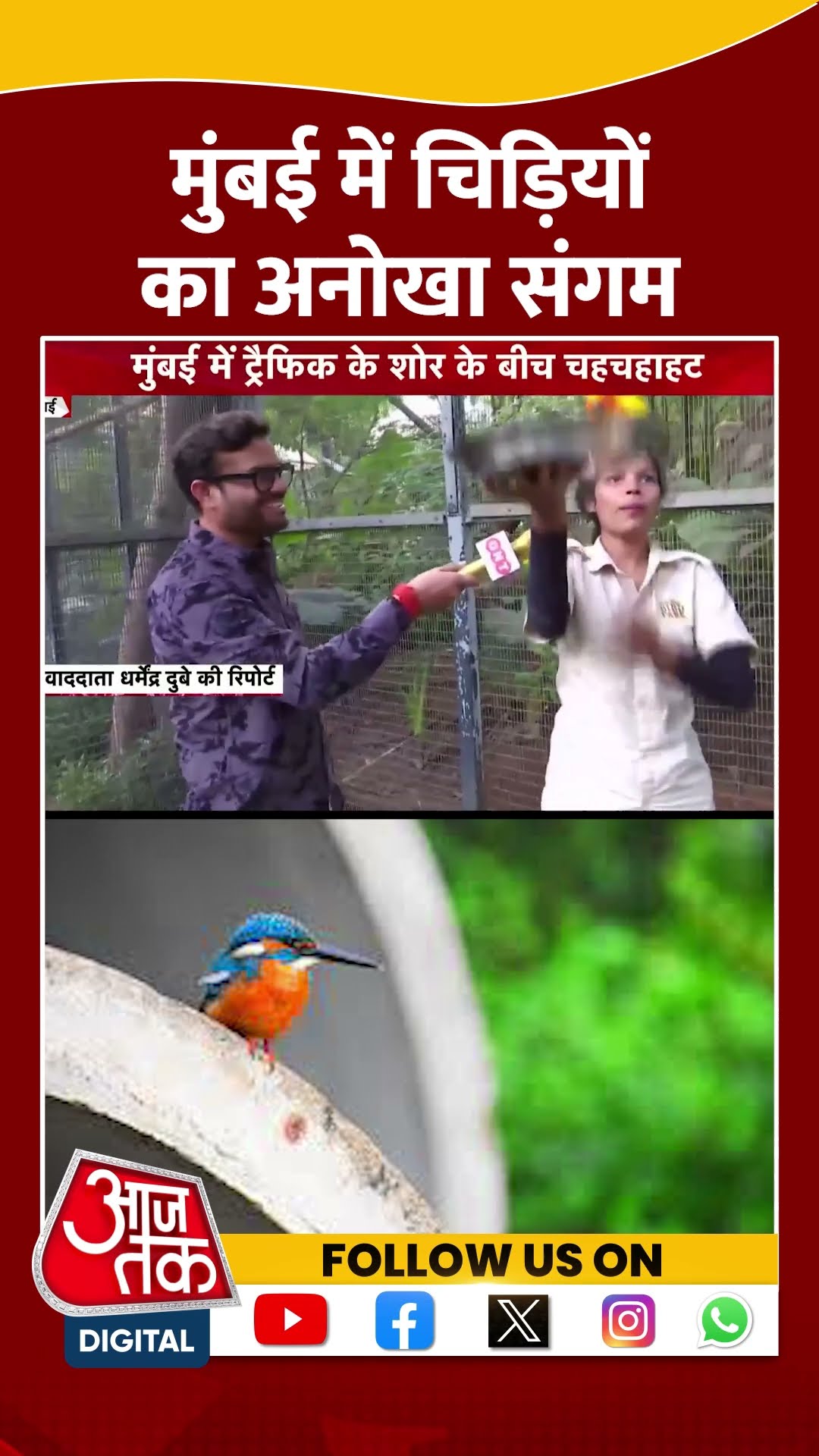 Mumbai में चिड़ियों का अनोखा संगम | #mumbai #maharashtra #aajtakshorts #shorts #shortsviral