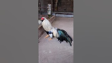 Chicken Tanchau Vietnam- Chuối trắng trích râu tơ hơn 4 tháng tuổi