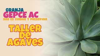 Taller De Agaves - Granja Gepce Ac