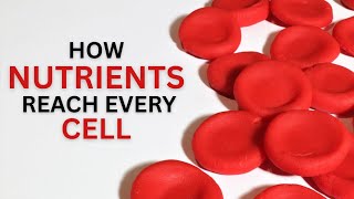 How Nutrients Reach Every Cell In Your Body