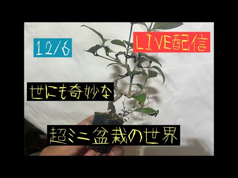178 世にも奇妙な超ミニ盆栽の世界！ 【超ミニ盆栽】 - YouTube