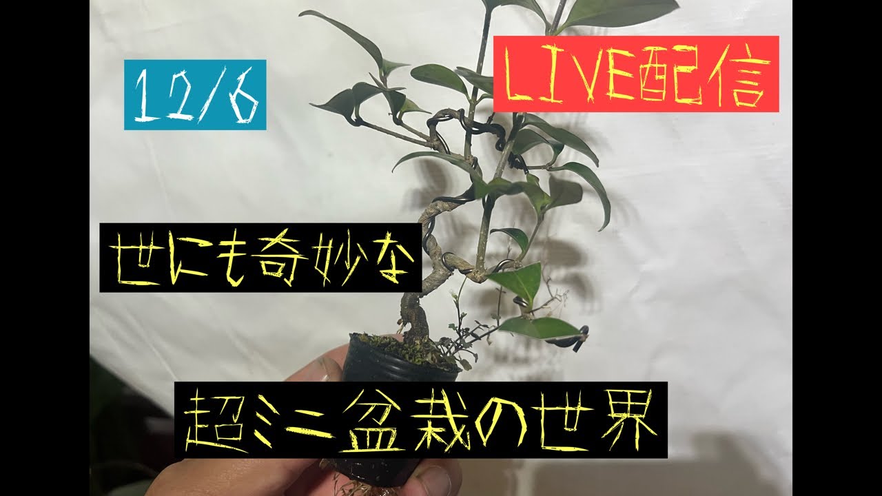 178 世にも奇妙な超ミニ盆栽の世界！ 【超ミニ盆栽】 - YouTube