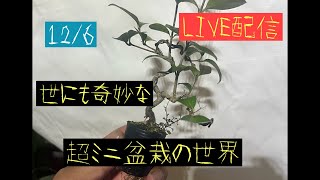 178 世にも奇妙な超ミニ盆栽の世界！ 【超ミニ盆栽】 - YouTube