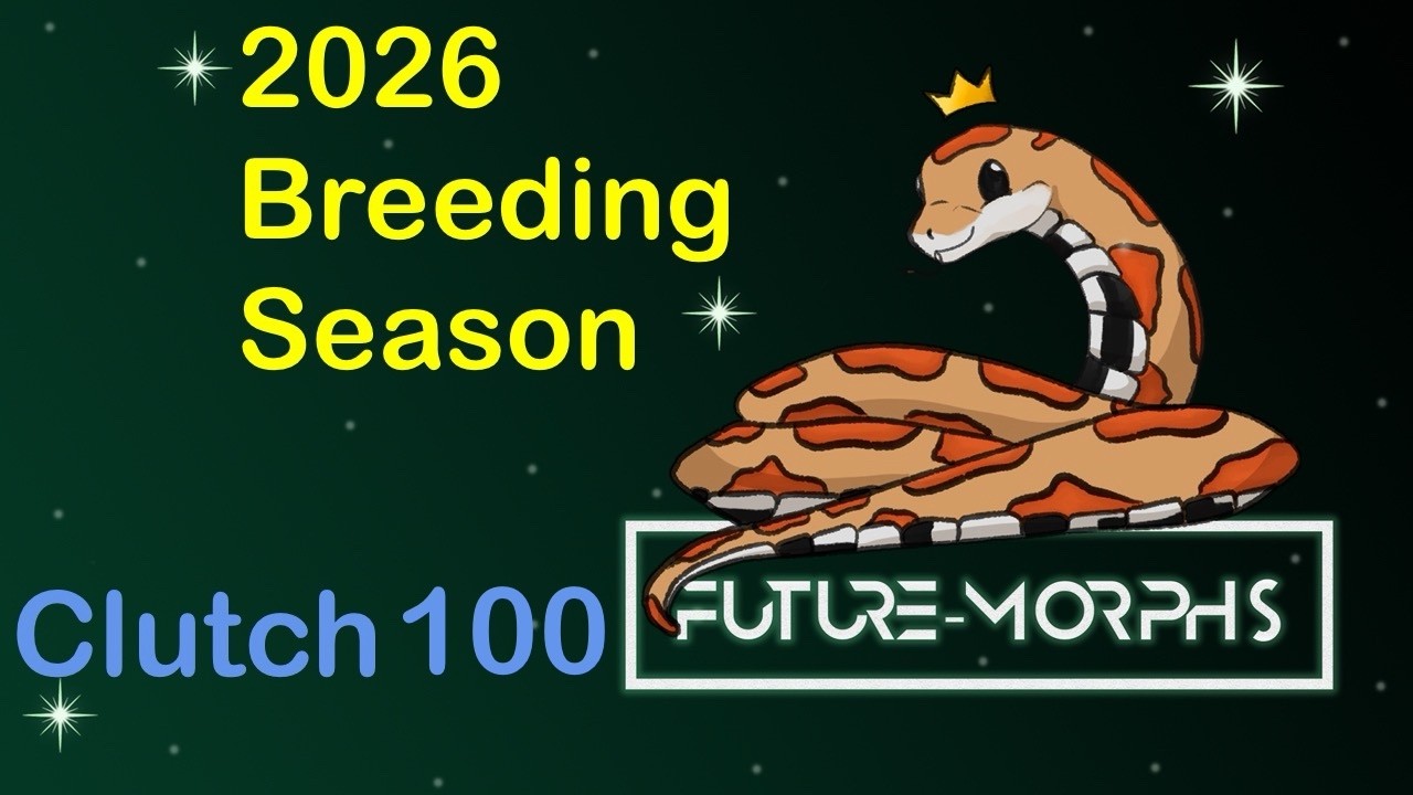Clutch 100: Hypo, Lava or Lavender? | Future-Morphs