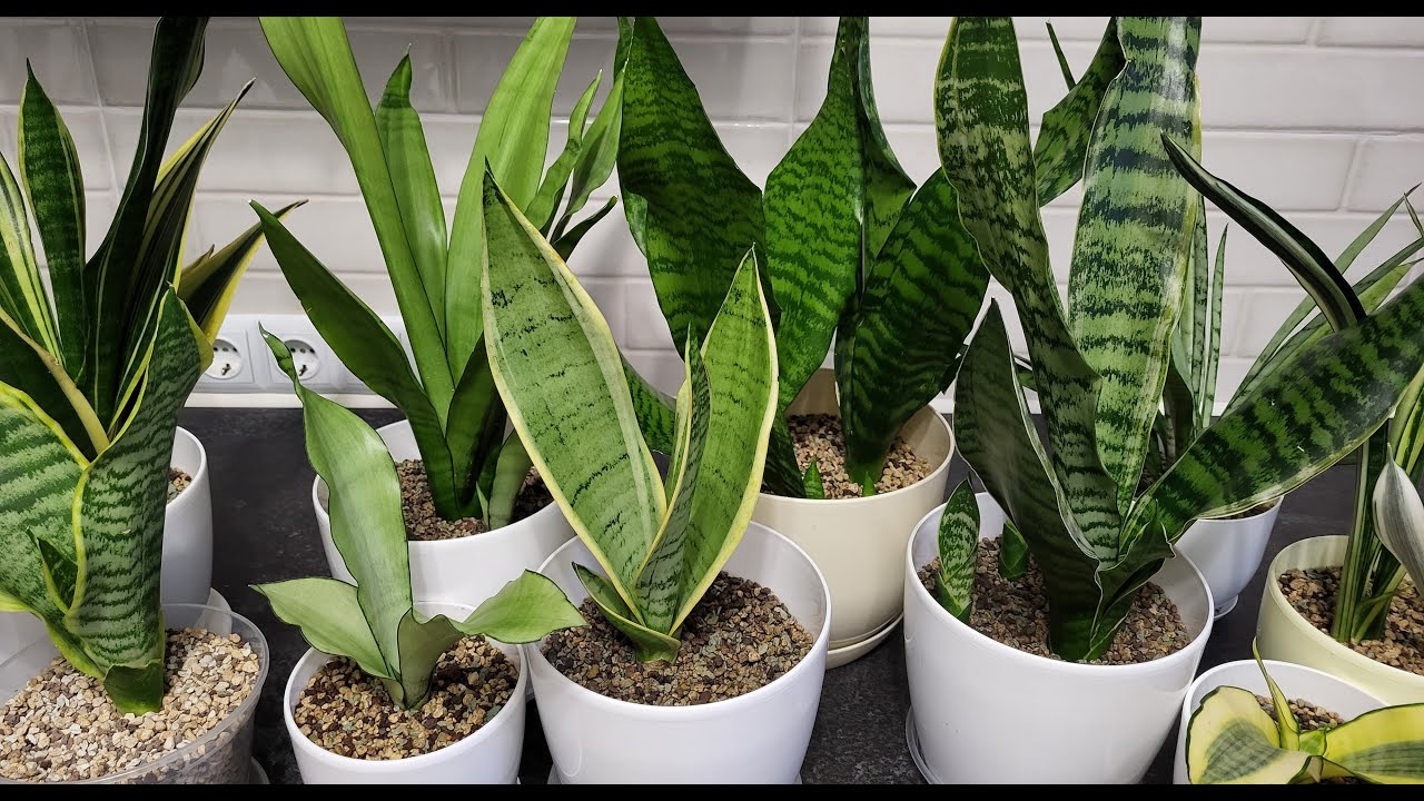 Сансевиерия. Обзор среднерослых сансевиерий вида Trafasciata ...