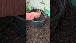 Diy Strawberry Tower From Recycled Planters  Easy Vertical Gardening diy shorts reel strawberry