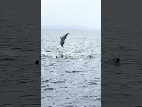 Дикий дельфин приплыл к туристам и кувыркается