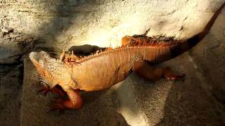 Iguana