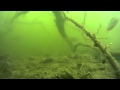 подводная съемка экшн камерой sony hdr as 20