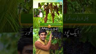 40 Kilos of Grapes from a Single Plant 🍇| Discover Pakistan shorts screenshot 3