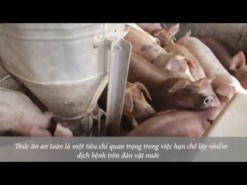 feedvisor Dịch tả heo châu Phi - Thức ăn an toàn