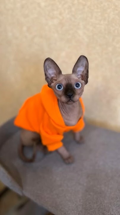 смешной сфинкс😸 #кошка #смех #рек - YouTube