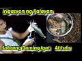 Irigasyon ng Palay Sobrang Daming Igat at Isda + Agurung + Hipon / Ilocano Life [Episode 49]