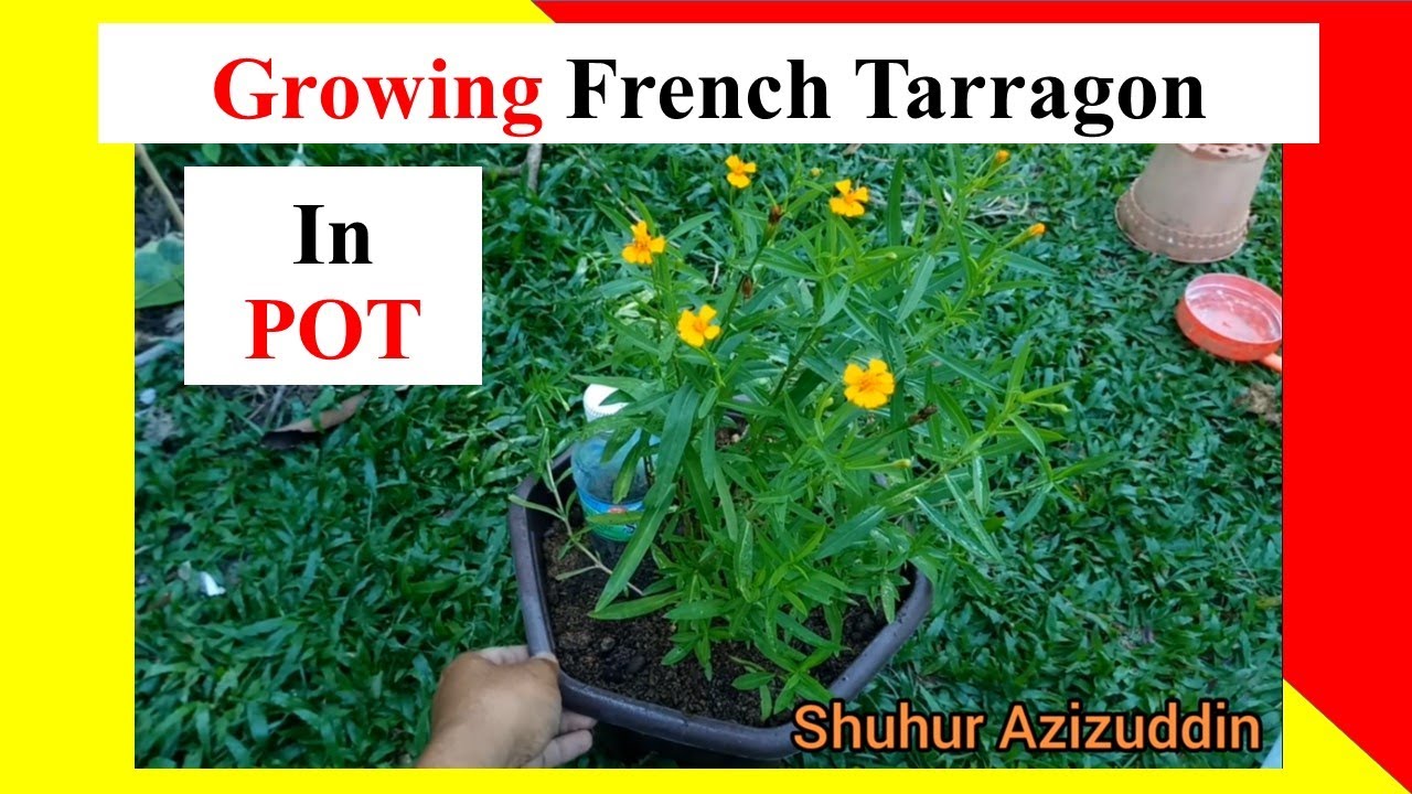 Growing French Tarragon Plant in a Pot Easy step YouTube