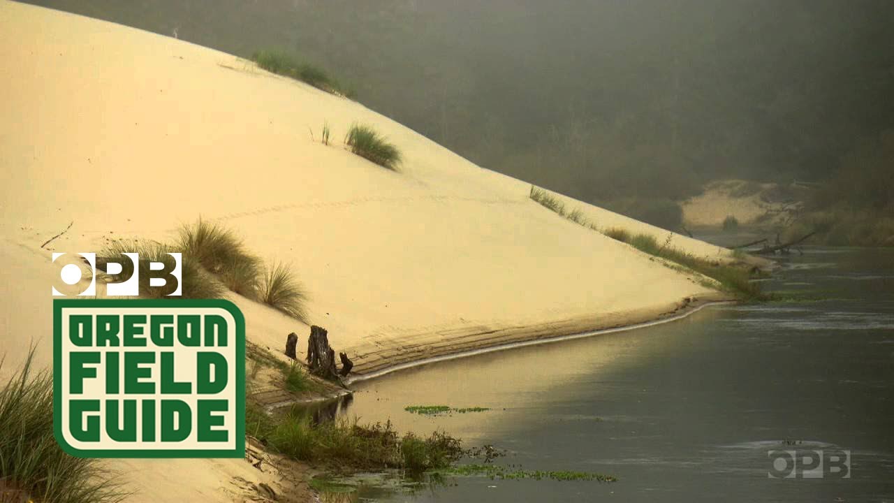 Oregon Dunes