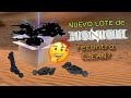 UNBOXING LOTE DEL DESIERTO 🏜 #BIONICLE #LEGO