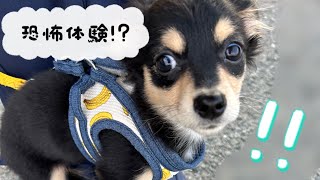 【チワックス子犬】抱っこ散歩からお外へ