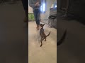#hundementalist #minibullterrier #hundetraining