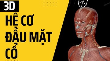Giải phẫu cơ vùng đầu mặt cổ trên mô hình 3D I Giải phẫu người 3D