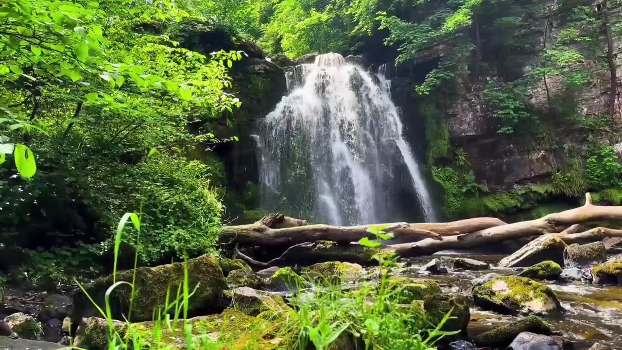 Relaxing Forest Views 🌿 Calming Nature Music for Sleep & Relaxation