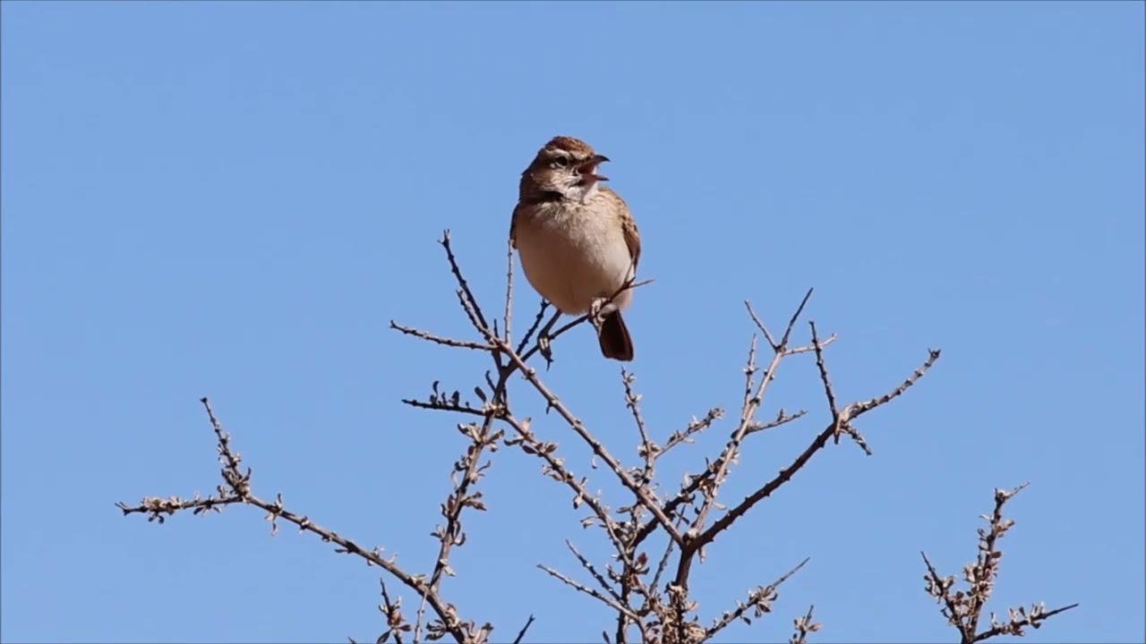 Fawn-coloured Lark Call | Blissful Birding | Bird Calls