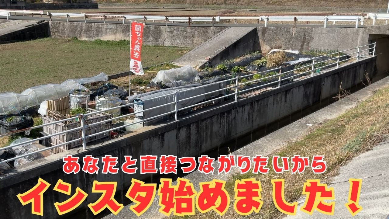 インスタ始めました！のらばあの菌ちゃん畑を見学したい方のためにインスタで連絡できるようにしました❤【菌ちゃん農法３年目】