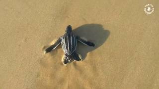 Turtle Foundation – Leatherback turtle hatchling release on Sipora, Indonesia, March 2018