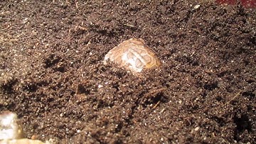 Baby box turtles digging, so cute.