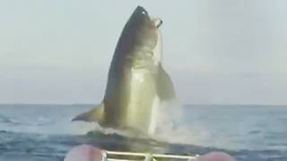 Mysterious Megalodon Encounters Caught On Camera