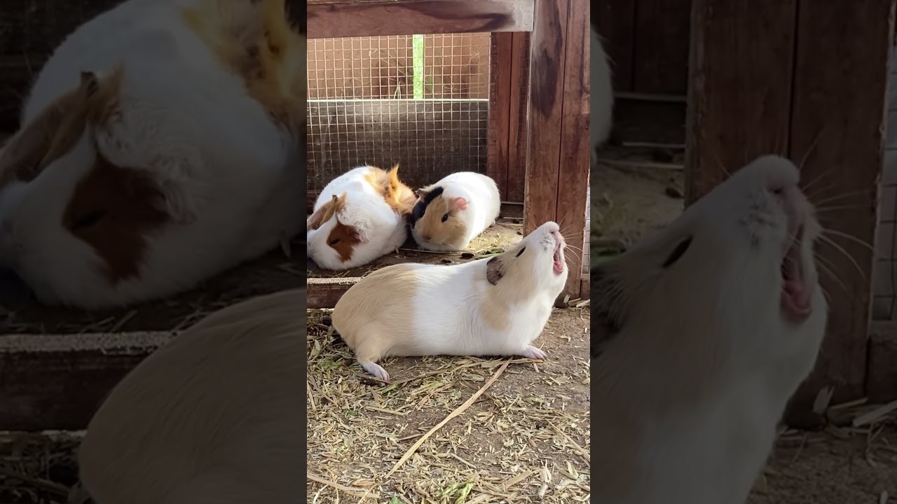 Sleepy Guinea pigs