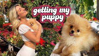Picking Up My NEW Pomeranian Puppy