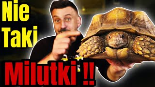 ŻÓŁWIE LĄDOWE Dla Początkujących - Zagrożenia Terrarium Opieka‼️