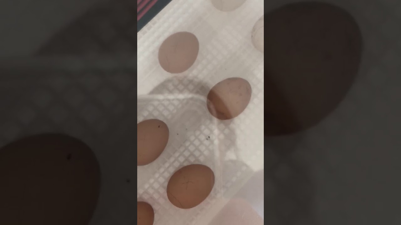 Day 8 - Marking the air cell on our eggs