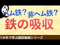 1分半で学ぶ国試勉強シリーズ「鉄の吸収メカニズム」ヘム鉄と非ヘム鉄の違いとは
