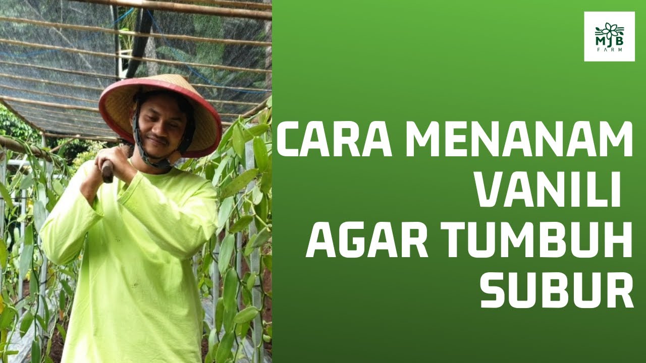 Cara Menanam Vanili Yang Benar Agar Tanaman Tumbuh Subur 