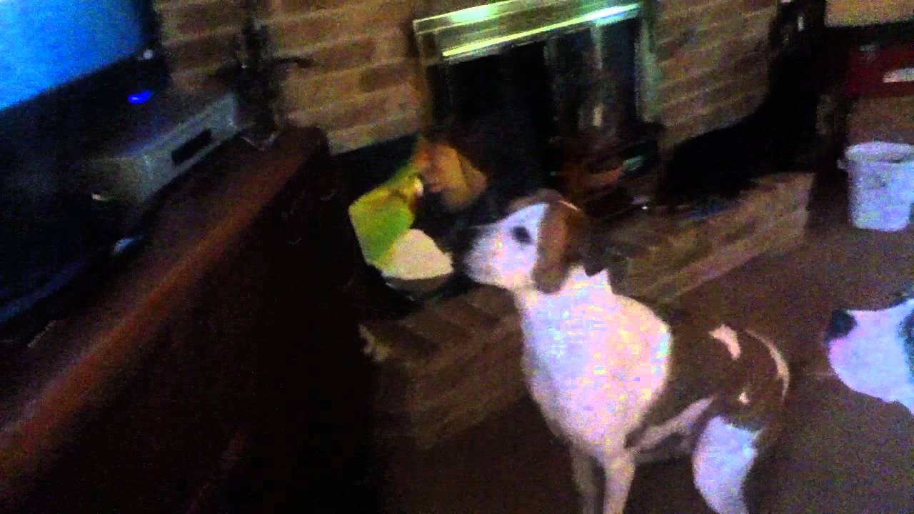 Maddie, Bruce, and a cat commercial...