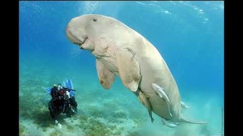 12 Hours of ImageNet