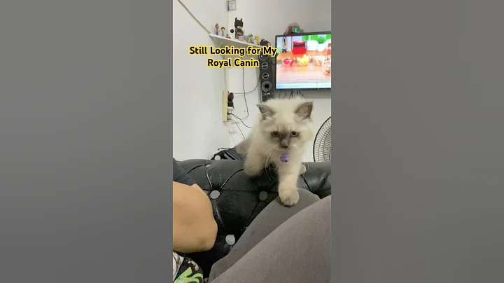 Video 11585011: cats kitten catlover pets, kitten catlover pets cute, kitten catlover pets funny