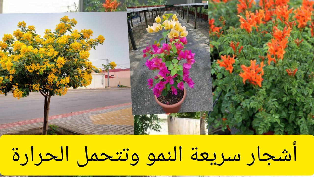  أشجار سريعة النمو وتتحمل الحرارة | مزهرة طول العام