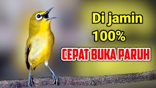 PLECI NGALAS..!! PANCINGAN PLECI macet agar emosi dan cepat bunyi buka paruh, PLECI GACOR