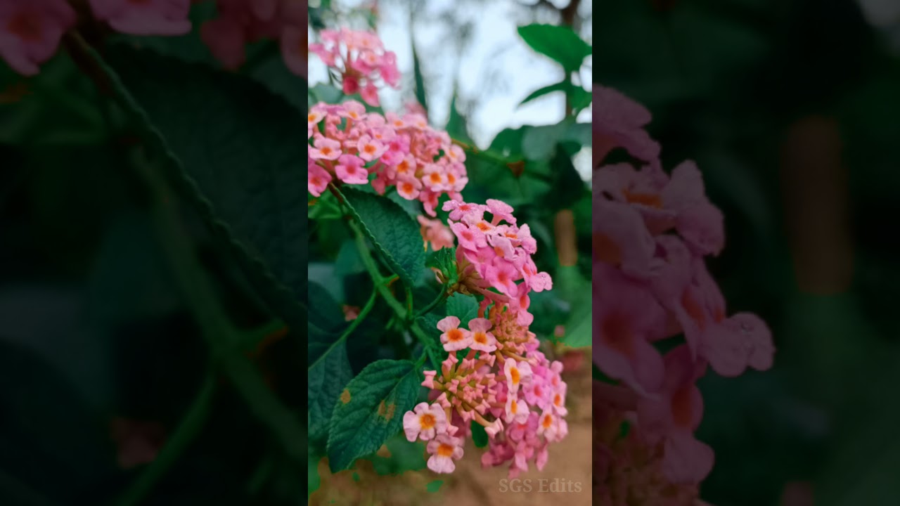 Flower watsapp status Nature status Flowers status Nature Whatsapp status YouTube