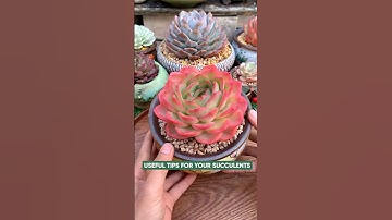 Succulent Repotting for Beginners 🪴 Simple Step-by-Step Guide (Easiest Way!)