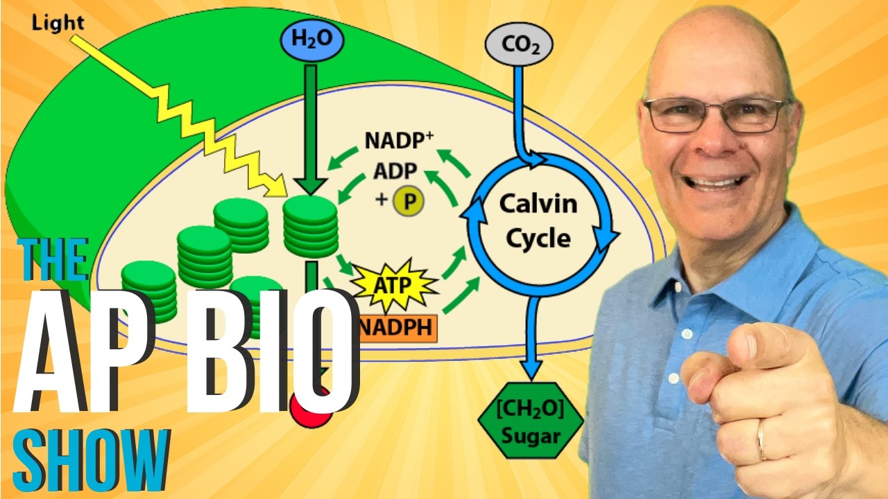 What AP Bio students MUST KNOW about Photosynthesis