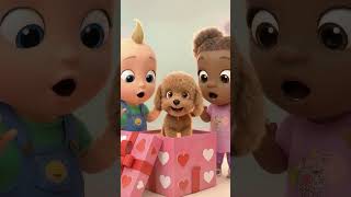 Surpresa De São Valentim ❤️ Eles Ganharam Um Cachorrinho 🐶