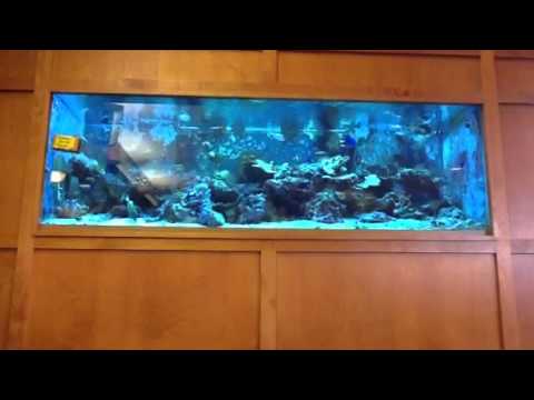 Fish 5