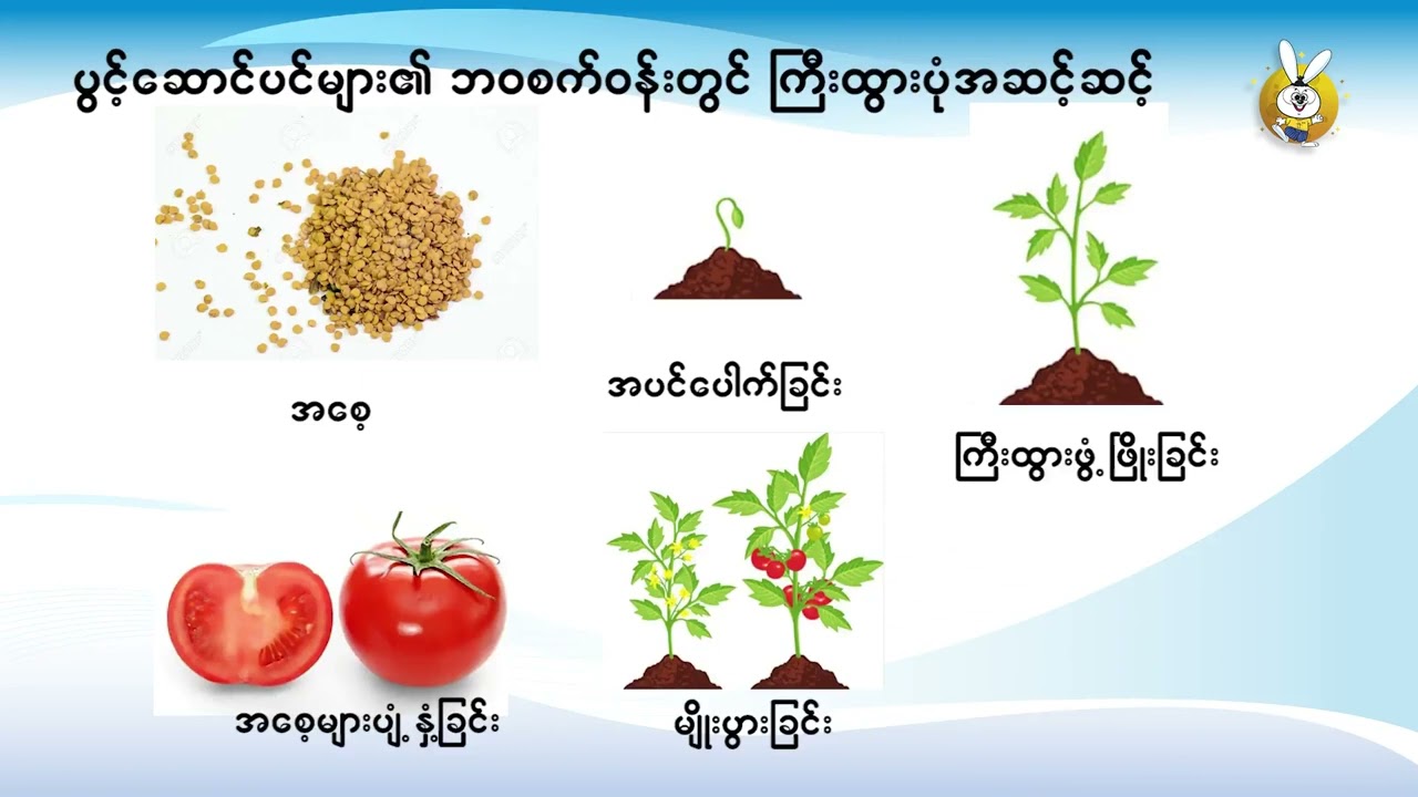 ပဥ္စမတန်း အပင်များ၏ ဘ၀စက်ဝန်း