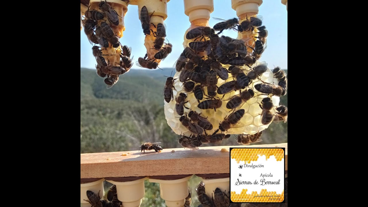 Cría de reinas con traslarve