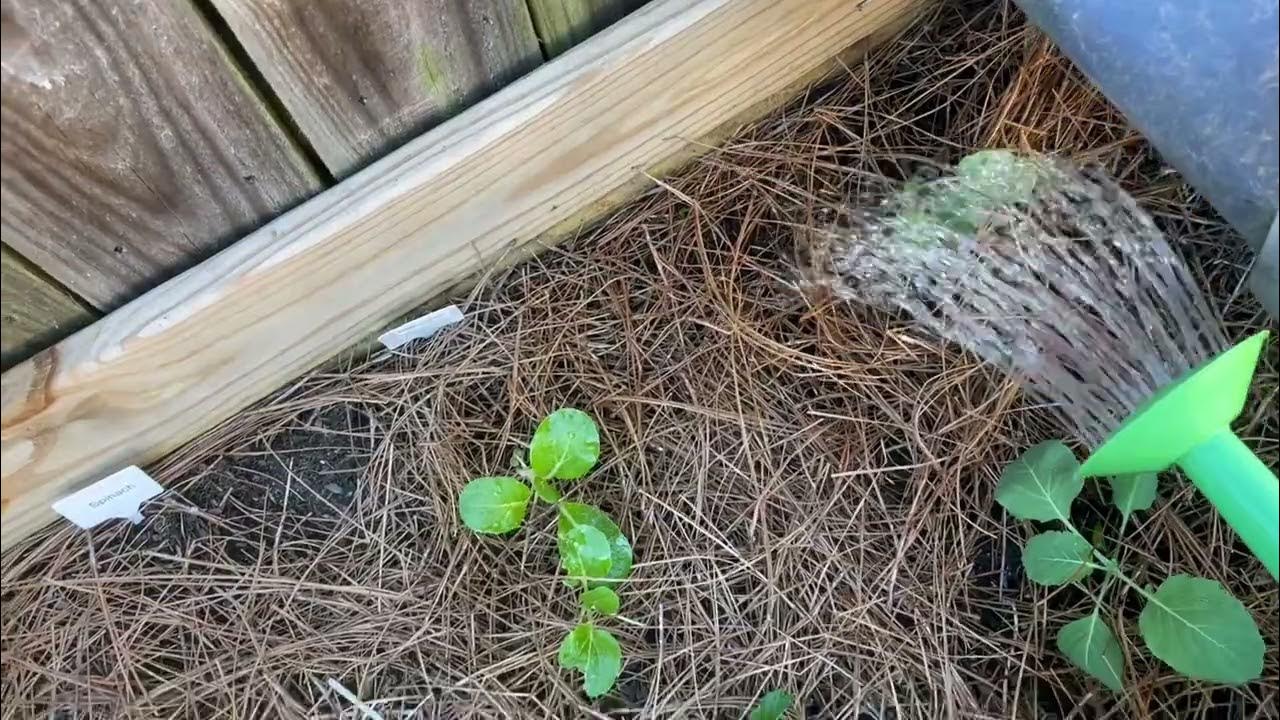 planting-out-collards-more-snow-peas-zone-7b-home-gardening-ep