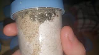 How to Grow Mushrooms from BRF part 6 (Golden Teacher)